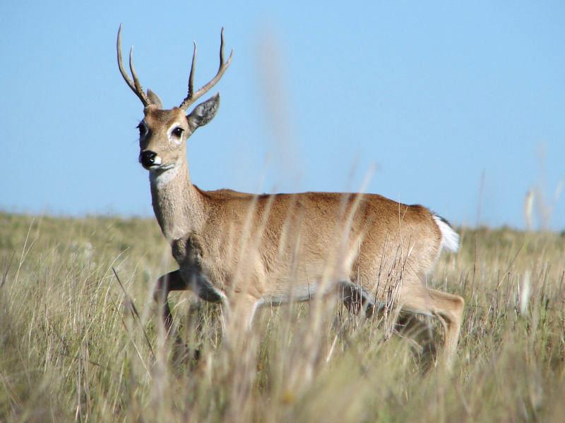 Seis especies animales en peligro en el paiacutes entre ellos el venado de las pampas