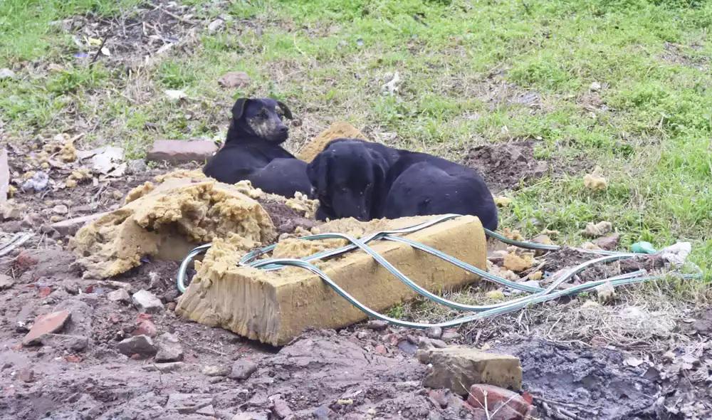 Perros sueltos en Santa Rosa- la oposicioacuten descontenta con el trabajo municipal