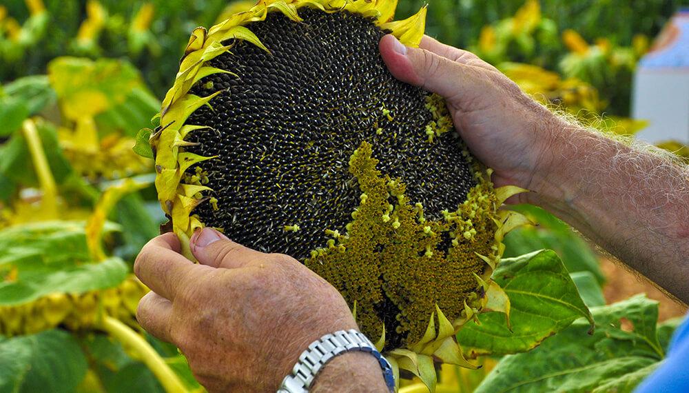 Produccioacuten de girasol en siembra directa