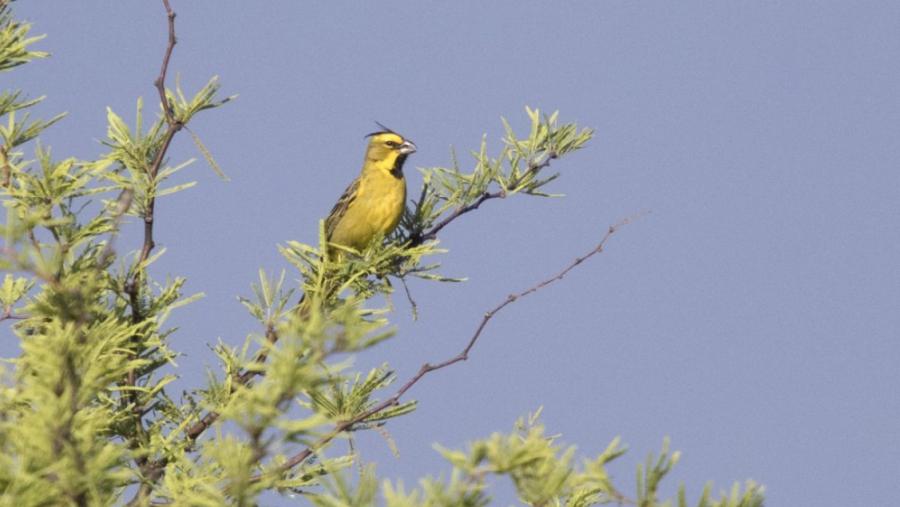 La Pampa refuerza la proteccioacuten del cardenal amarillo