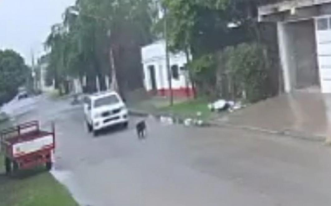 Video- indignacioacuten por el policiacutea que atropelloacute y matoacute a un perro