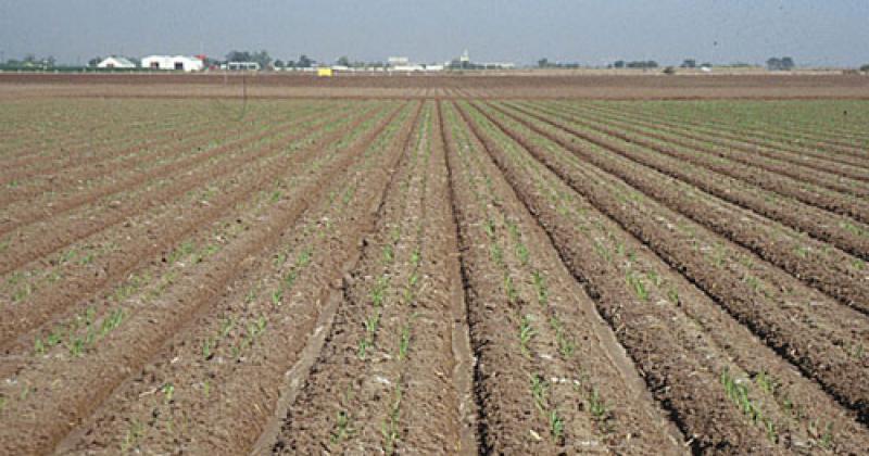 Alternativa ante la seca- siembra en surco profundo o siembra vertical