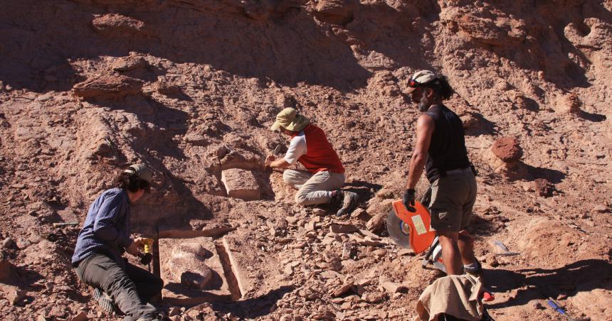 Descubrieron en Riacuteo Negro el primer dinosaurio acorazado biacutepedo de Sudameacuterica