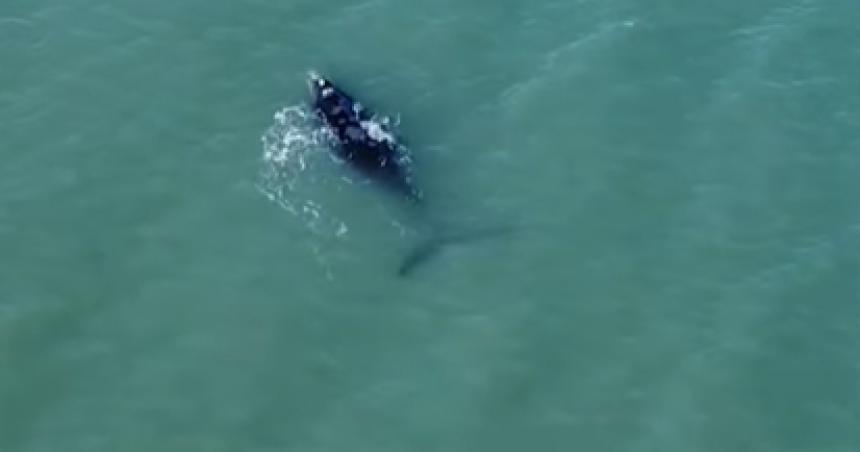 Nueva aparicioacuten de ballenas en Monte Hermoso