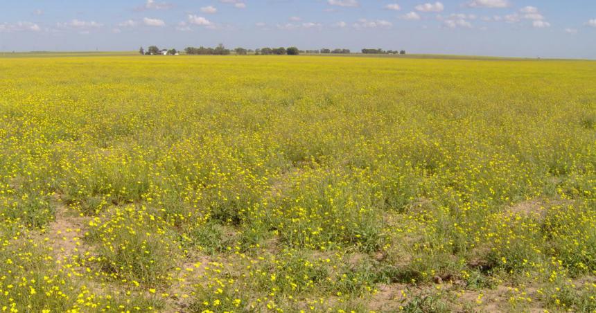 Control de malezas en cereales de invierno