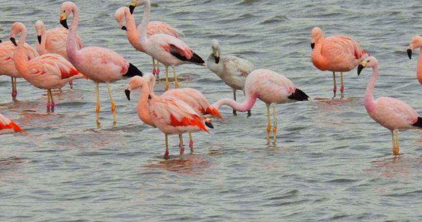 Registran nueva especie en la provincia- el Flamenco Andino