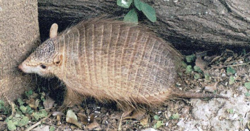 Descubren contagios de Covid en cuatro peludos pampeanos