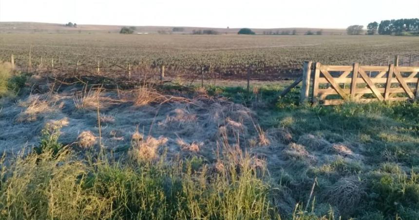 Cosecha fina 22-23- con dantildeos por heladas espera la tormenta de Santa Rosa