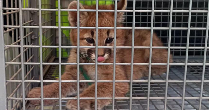 Hallaron un cachorro de puma en una casa de Alta Italia