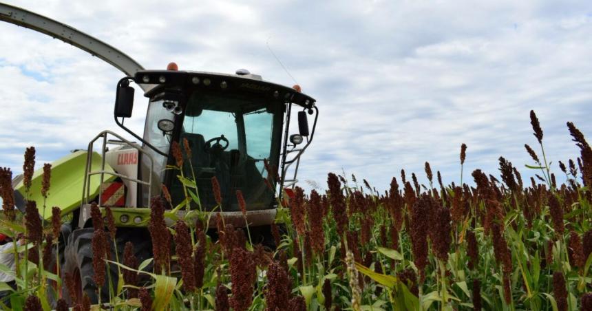 Sorgo graniacutefero- su aporte ante una campantildea nintildea