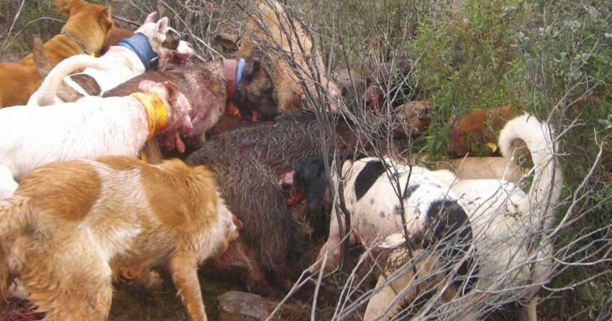 A pesar del fallo judicial extienden la temporada de caza con jauriacutea