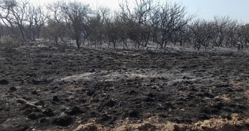 Video- incendio sin control en Quehueacute quemoacute animales y una cosechadora