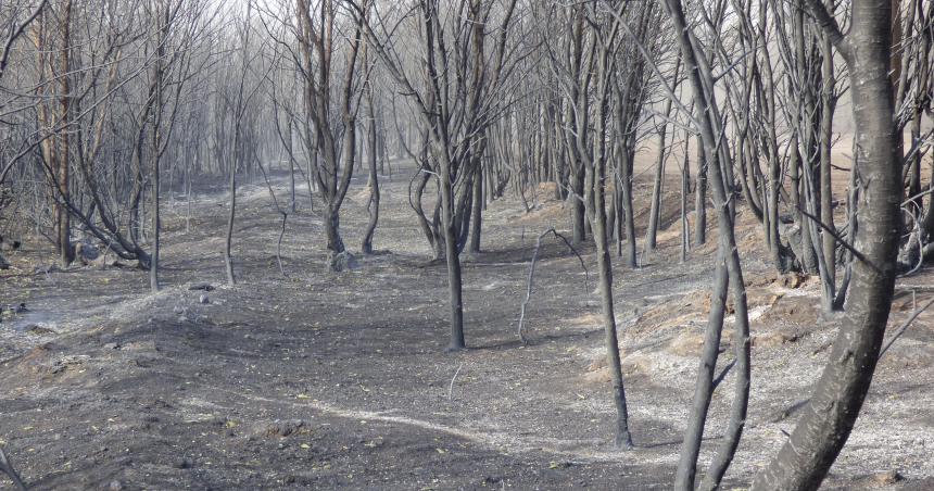 Panorama desolador por el incendio cerca de Parera