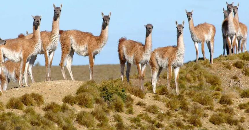 Repoblaraacuten con guanacos de Santa Cruz la Reserva Parque Luro
