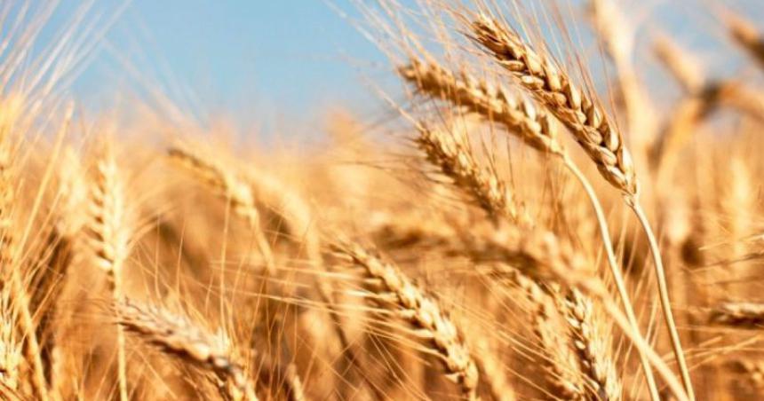 Cereales- La Pampa exportoacute US 380 millones en el semestre