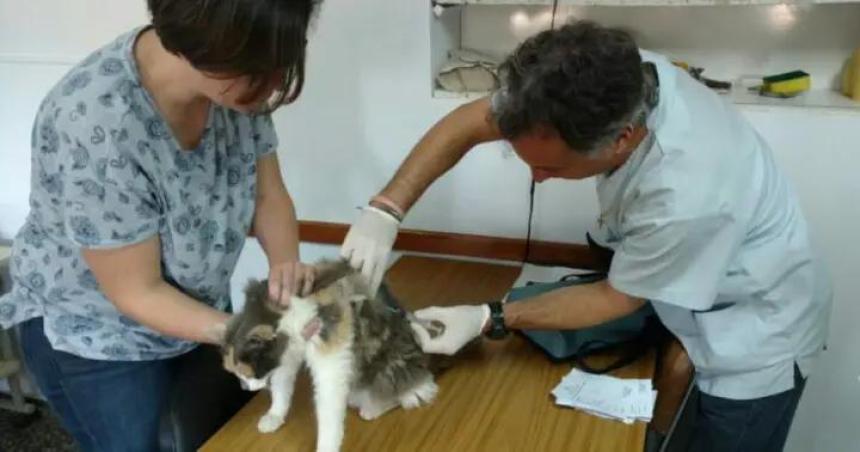 Vacunan mascotas en contra de la rabia
