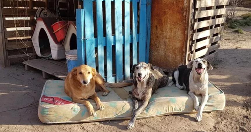 Denuncian ataques contra un refugio canino en Realicoacute