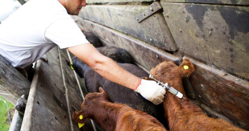 Arranca la vacunacioacuten antiaftosa 