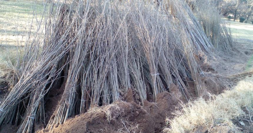 La Provincia vendioacute maacutes de 32000 aacuterboles a San Luis