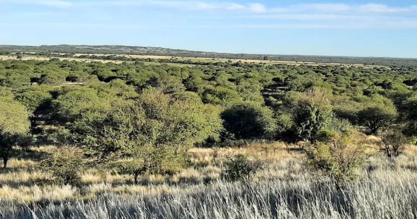 Un planteo de la Agriacutecola frenoacute la ley para crear el Parque Nacional El Caldenal