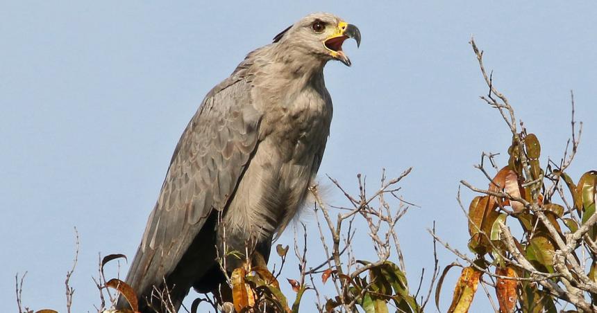 Advierten que el tendido de una red eleacutectrica amenaza al Aacuteguila Coronada