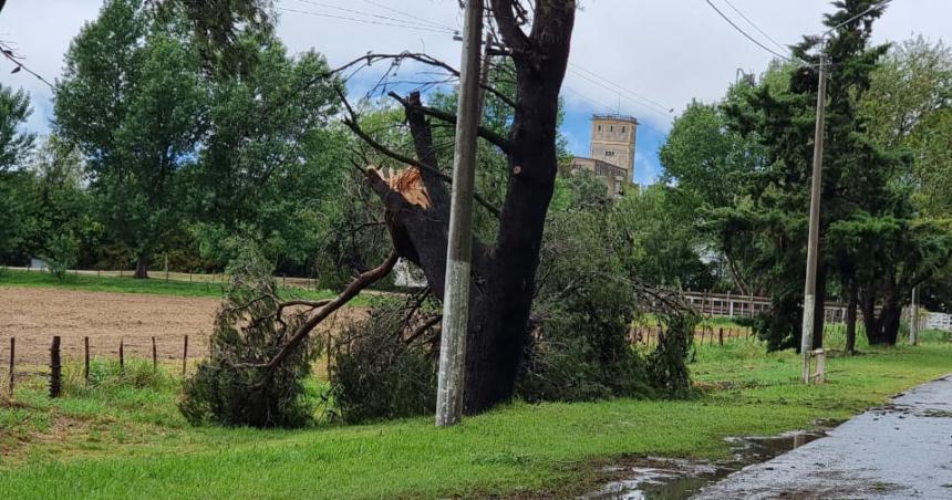 Tormenta con fuertes vientos derriboacute aacuterboles en el acceso a Winifreda