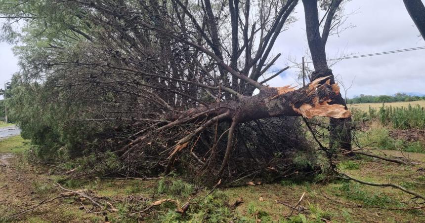 Tormenta con fuertes vientos derriboacute aacuterboles en el acceso a Winifreda