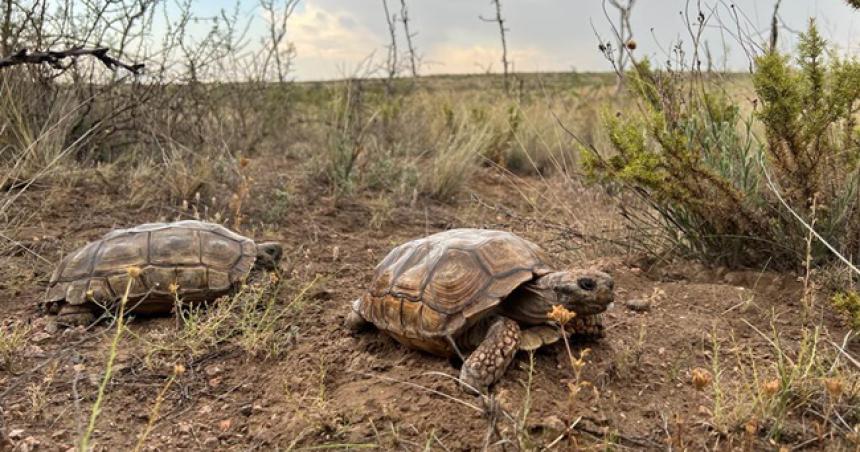 Liberaron tortugas terrestres en la Reserva Provincial Pichi Mahuida