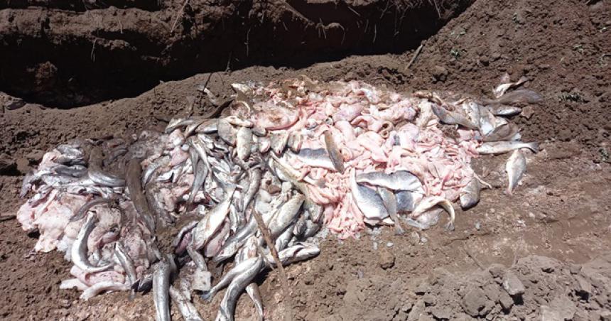 Decomisan maacutes de 600 kilos de pescados sin rotular que iban hacia Mendoza