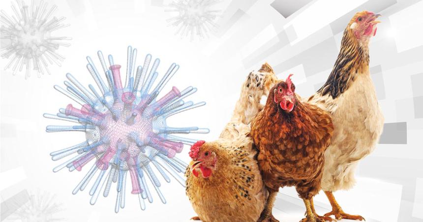 Advierten sobre la peligrosidad de la Influenza Aviar