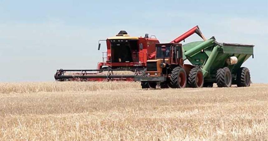 Por la sequiacutea solo se cosechoacute el 50-en-porciento- de la superficie sembrada con trigo