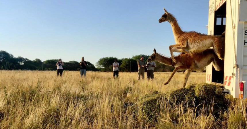 Los guanacos traiacutedos de Santa Cruz ya habitan Parque Luro   