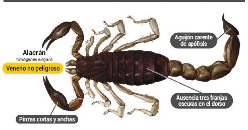 Recomiendan medidas de proteccioacuten ante especies peligrosas