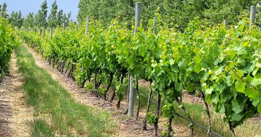 Casa de Piedra- se duplicaron las hectaacutereas de vintildeedos en el Polo Productivo 