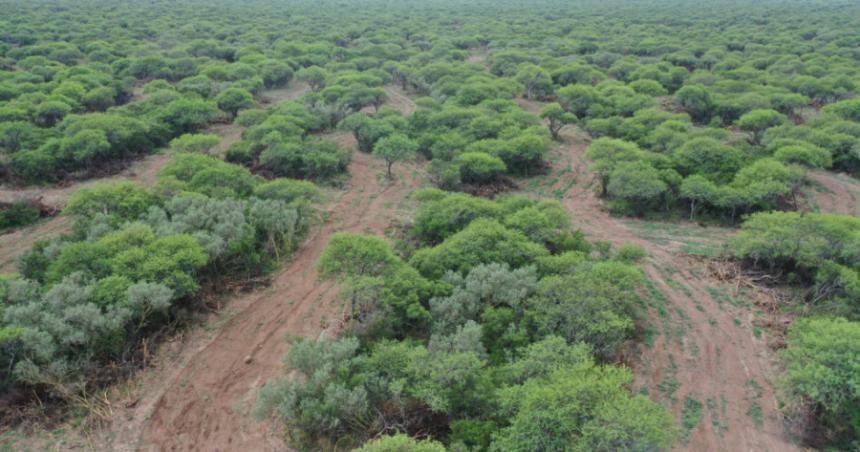 Reafirman el pedido de proyectos para conservar el bosque nativo