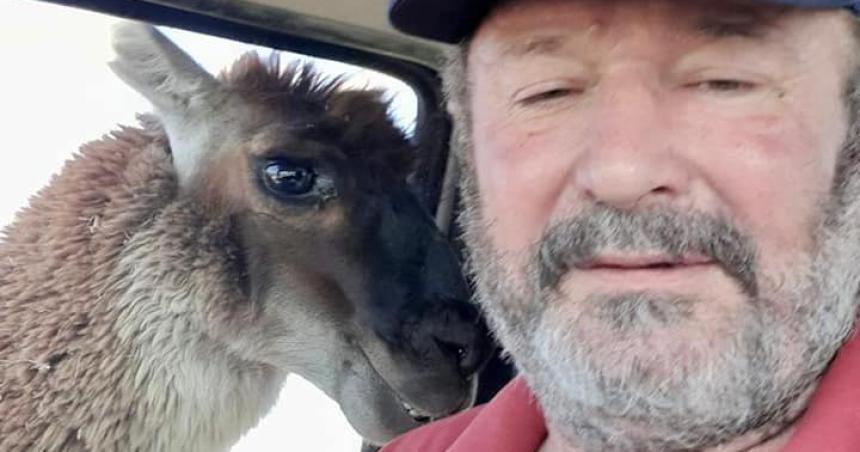 Kroneberger distendido se sacoacute una selfie con una llama en el campo