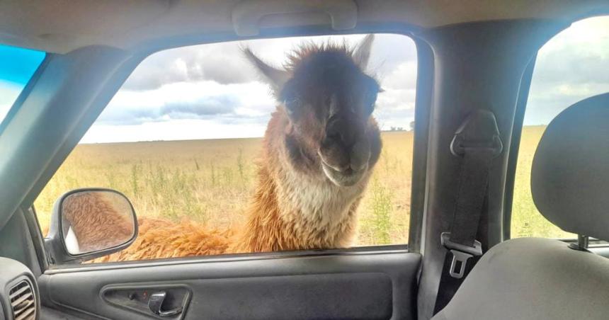 Kroneberger distendido se sacoacute una selfie con una llama en el campo