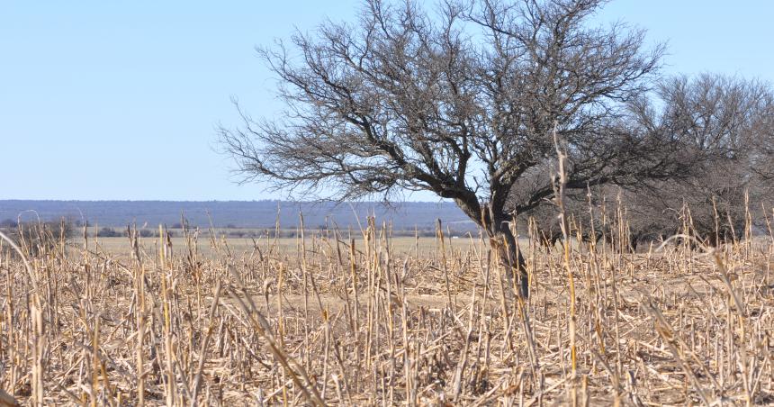 El norte de La Pampa una de las zonas maacutes afectadas por la sequiacutea