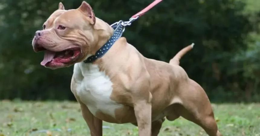 Alta Gracia- una mujer fue atacada por un pitbull y evaluacutean amputarle los dos brazos
