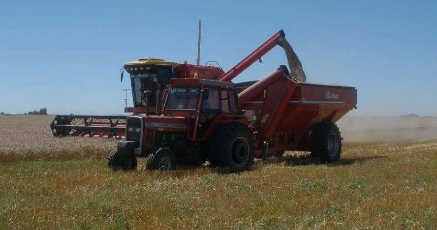 Por la sequiacutea se cosecharon 81 millones de toneladas menos de trigo 