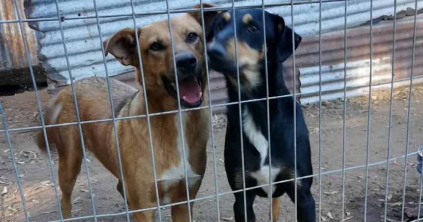 Promueven la adopcioacuten de cachorrones en Pico