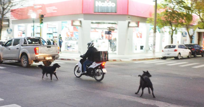 Concejales de Frepam cuestionan al municipio por los perros sueltos