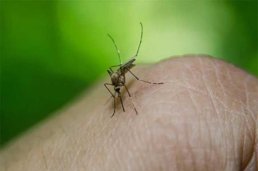 Temporada de dengue- iquestqueacute podemos hacer para prevenirlo