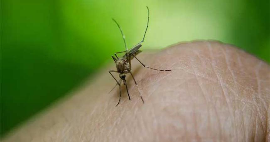 Temporada de dengue- iquestqueacute podemos hacer para prevenirlo