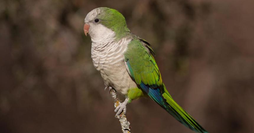 Alerta por casos humanos sospechosos de psitacosis