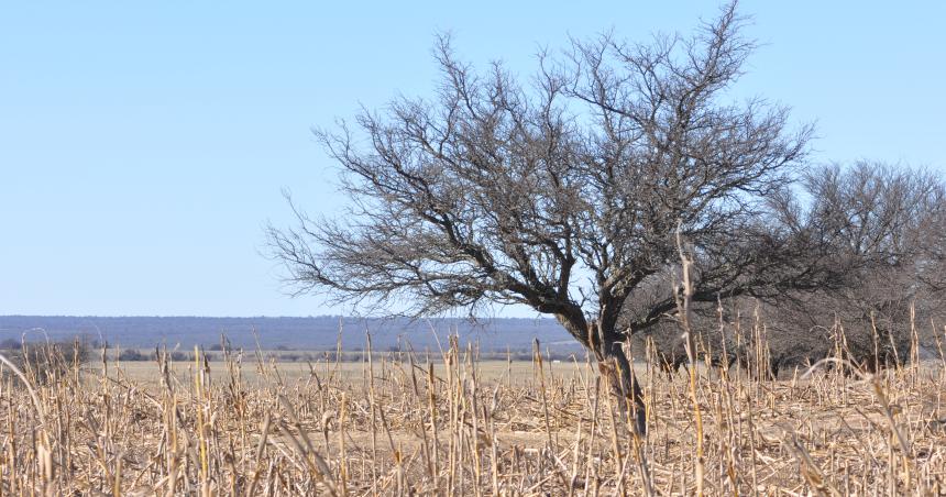 Extienden por 90 diacuteas la emergencia agropecuaria por la sequiacutea