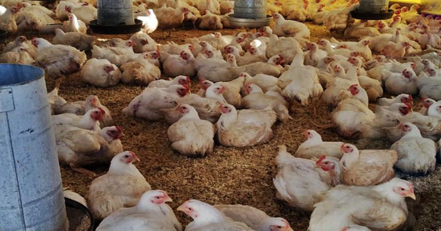 Un auxilio para productores de pollos parrileros