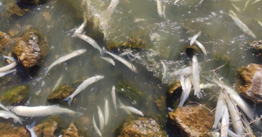 Peces muertos- realizaron muestreos bacterioloacutegicos en el Bajo Giuliani