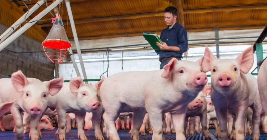 Anuncian beneficios para productores porcinos de la provincia