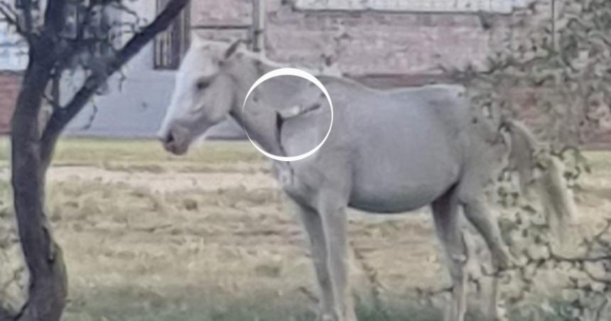 Brutalidad- apuntildealaron a un caballo y le dejaron el cuchillo clavado